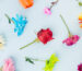 overhead-view-different-type-colorful-flowers-blue-background